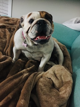 A bulldog is sitting on a soft, fluffy brown blanket with its mouth open, appearing to smile. The background includes a teal couch and part of a cushion.