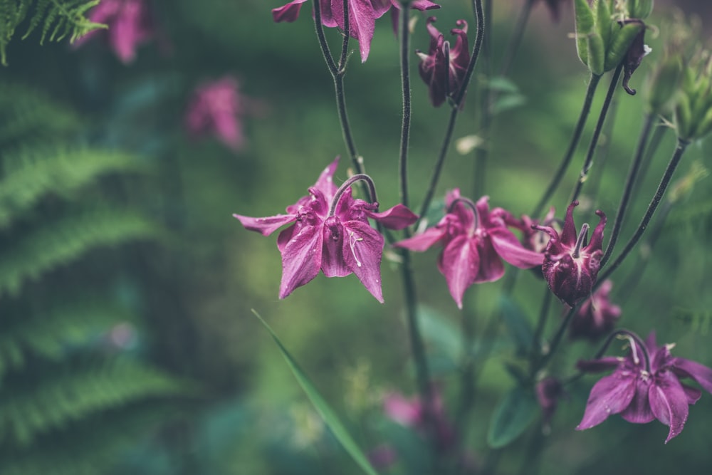 pink flowered plant