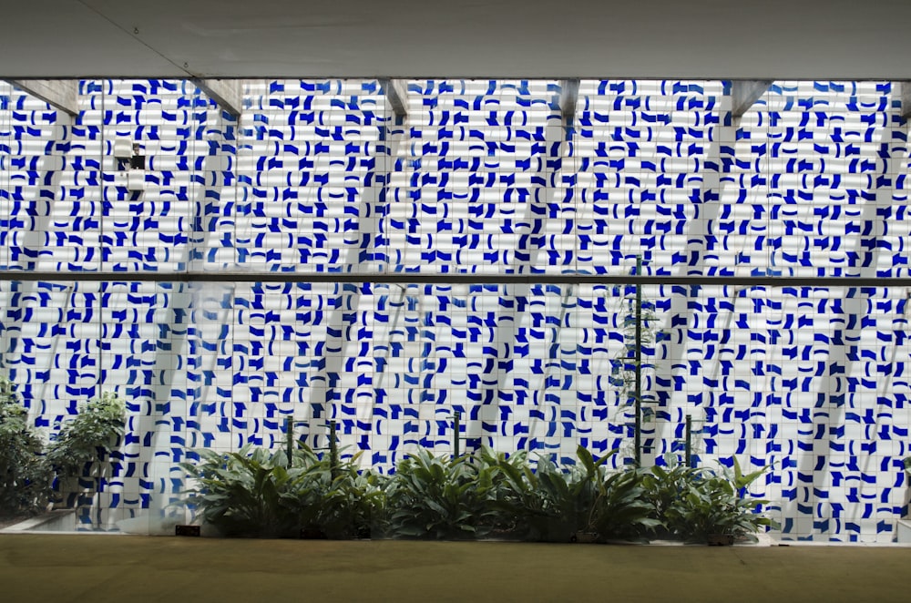 green plants in front of white and blue wall