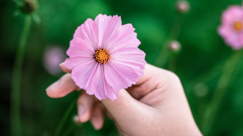 person holding pink cosmos flower