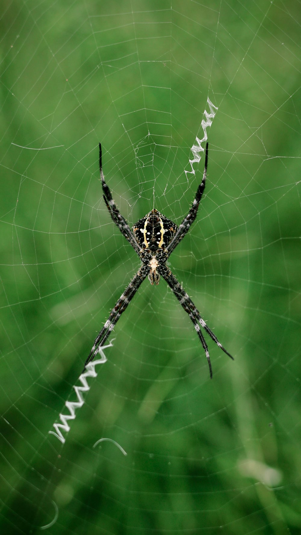black and brown spider on web