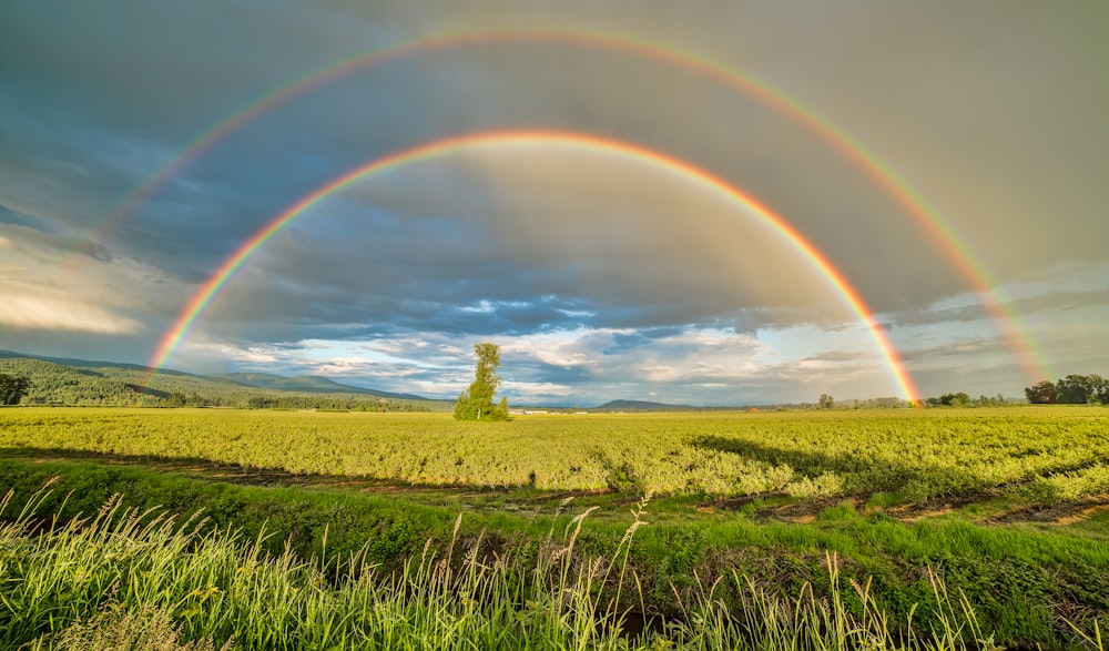 green grass field