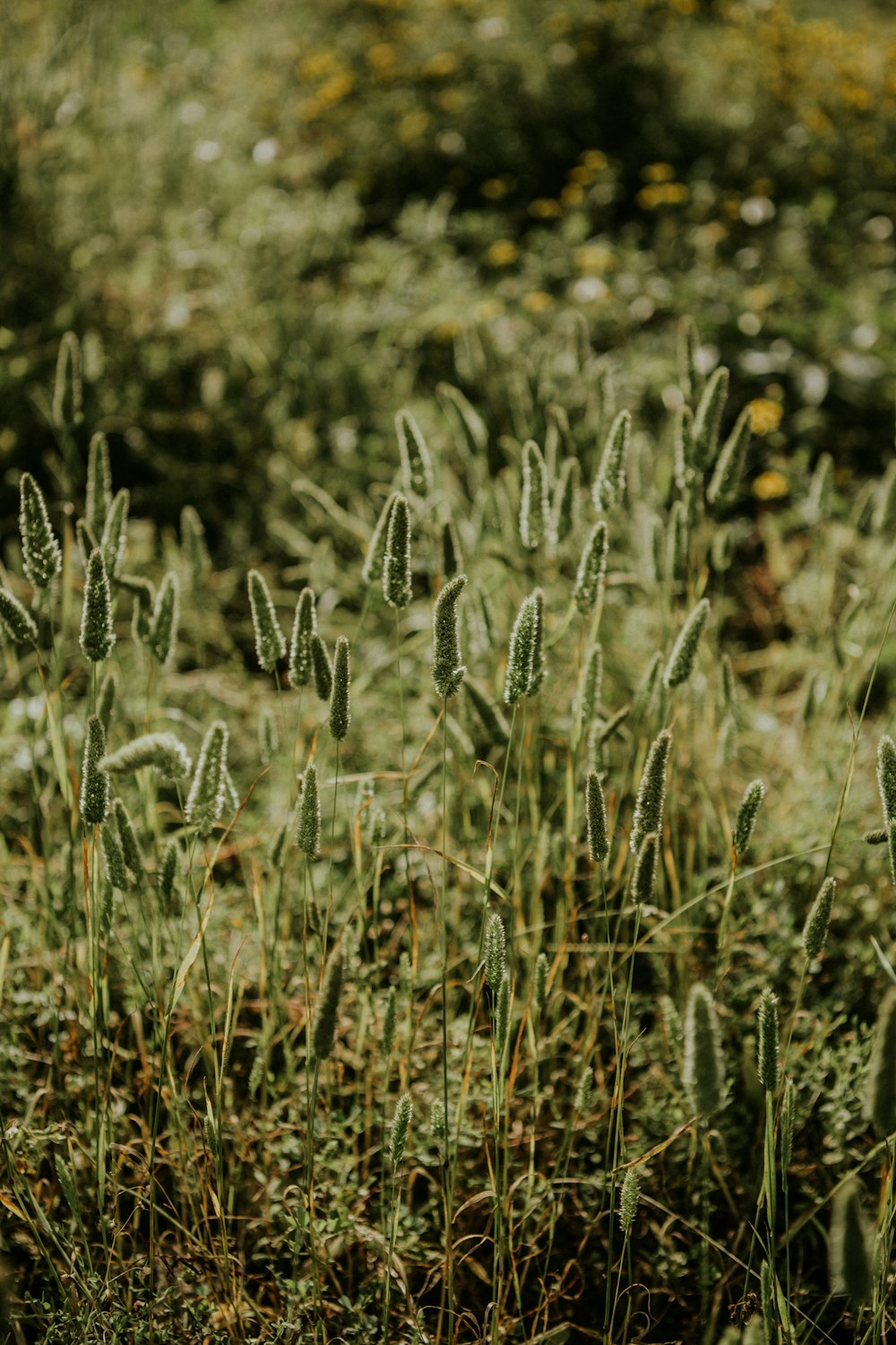 green grass field