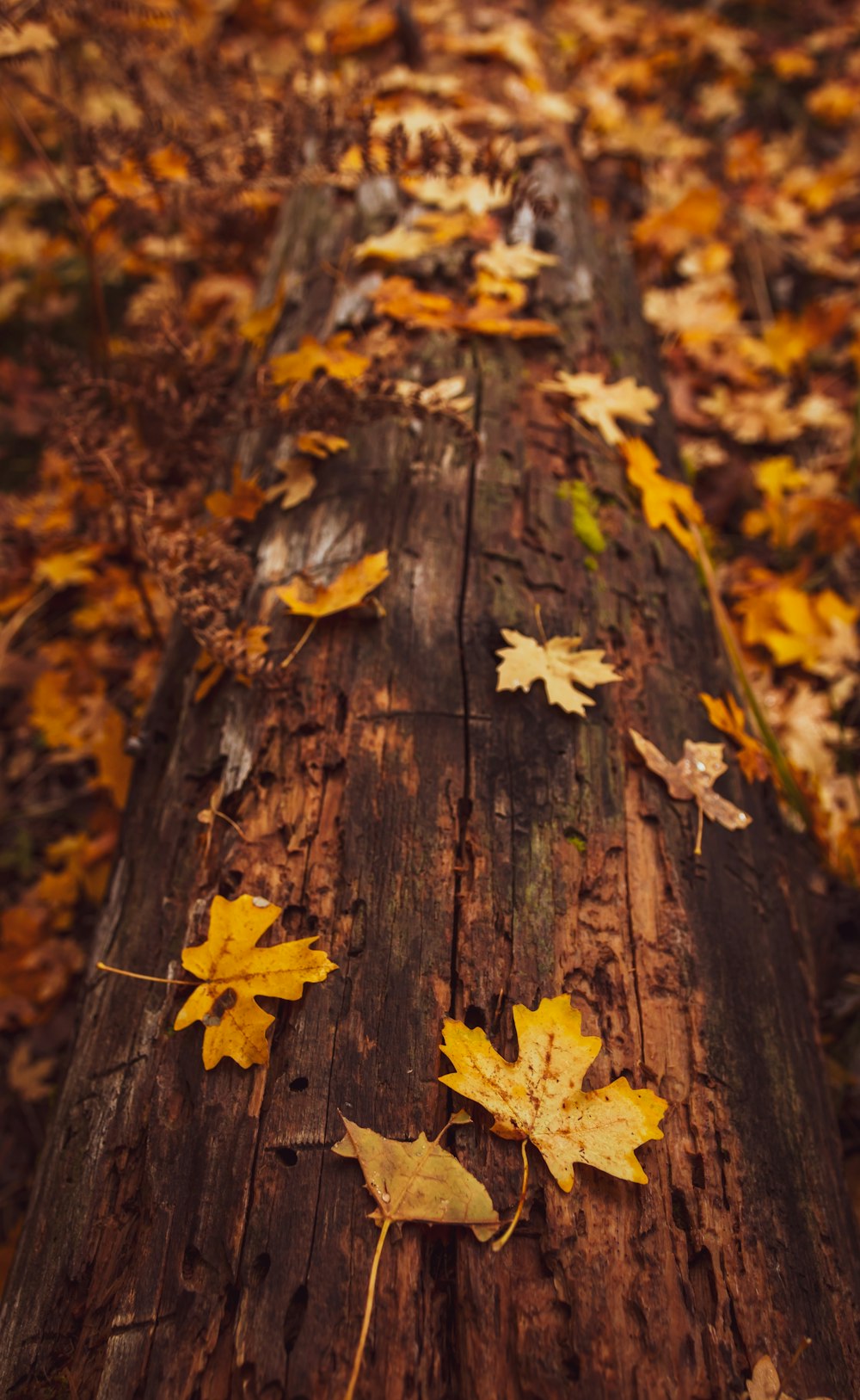 yellow maple leaves on brown wood