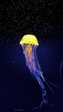 yellow and white jellyfish