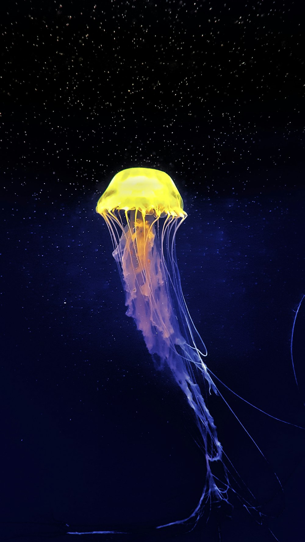 500 Jellyfish Pictures HD Download Free Images on Unsplash 500 Jellyfish Pictures HD Download Free Images on Unsplash