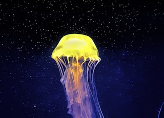 yellow and white jellyfish