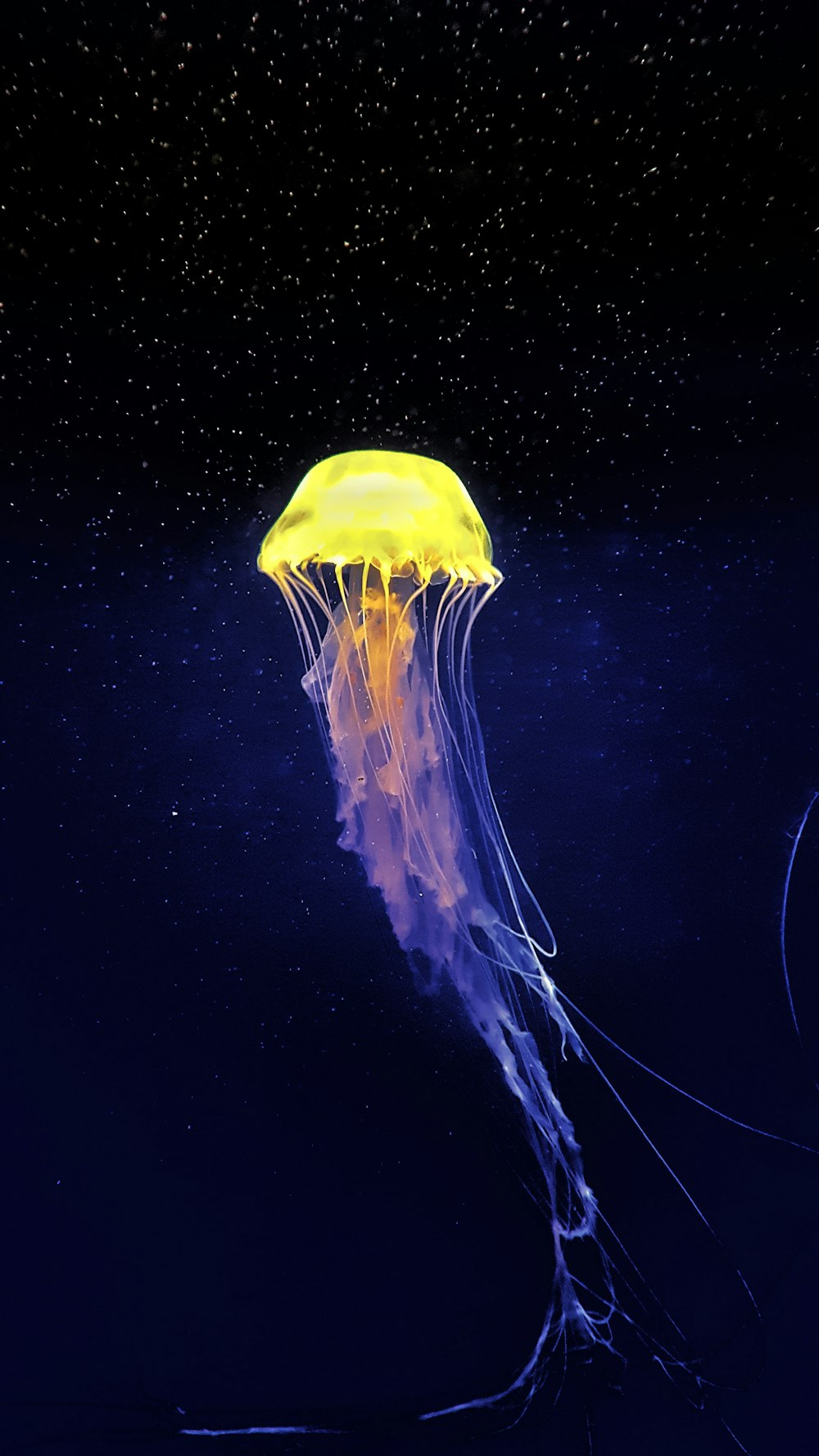 yellow and white jellyfish
