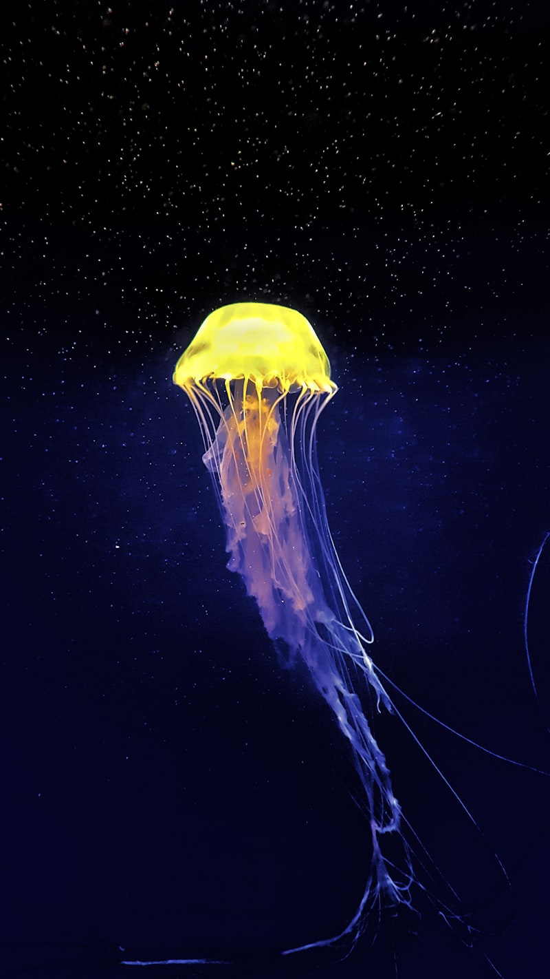 Underwater Photo 1