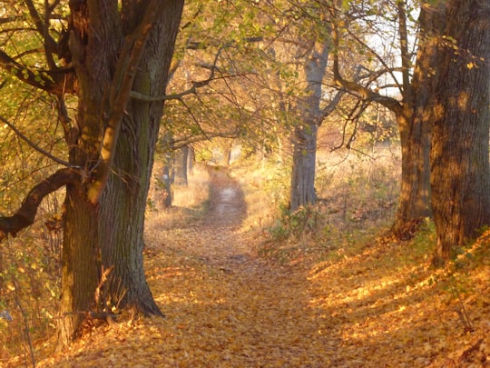pathway between brown trees in Olsztyn Poland