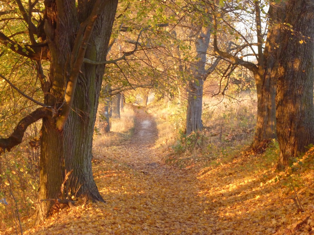 pathway between brown trees