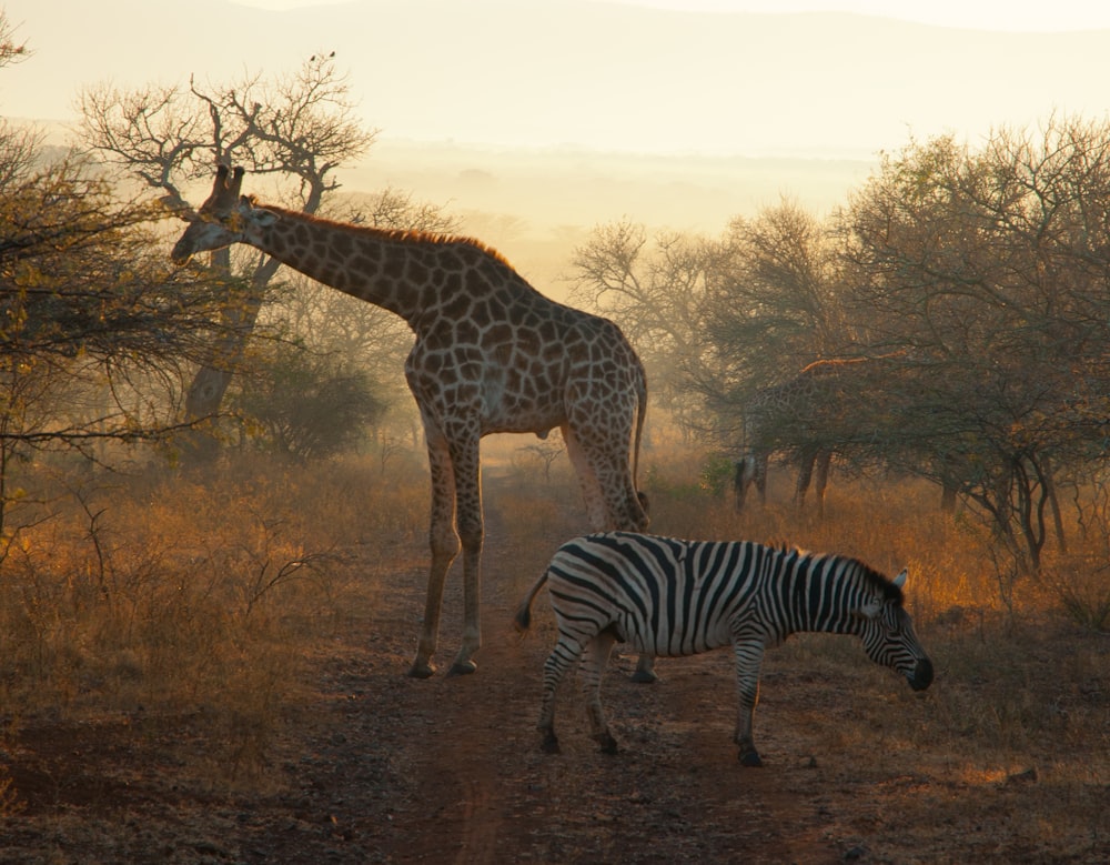 Giraffe steht während des Sonnenaufgangs in der Nähe von Zebra