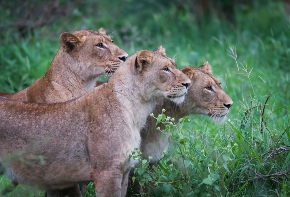 three Lioness standing near bush