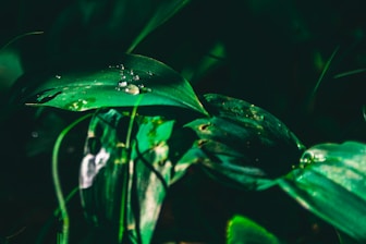 Green turmeric leaves with droplets of oil glistening in natural light