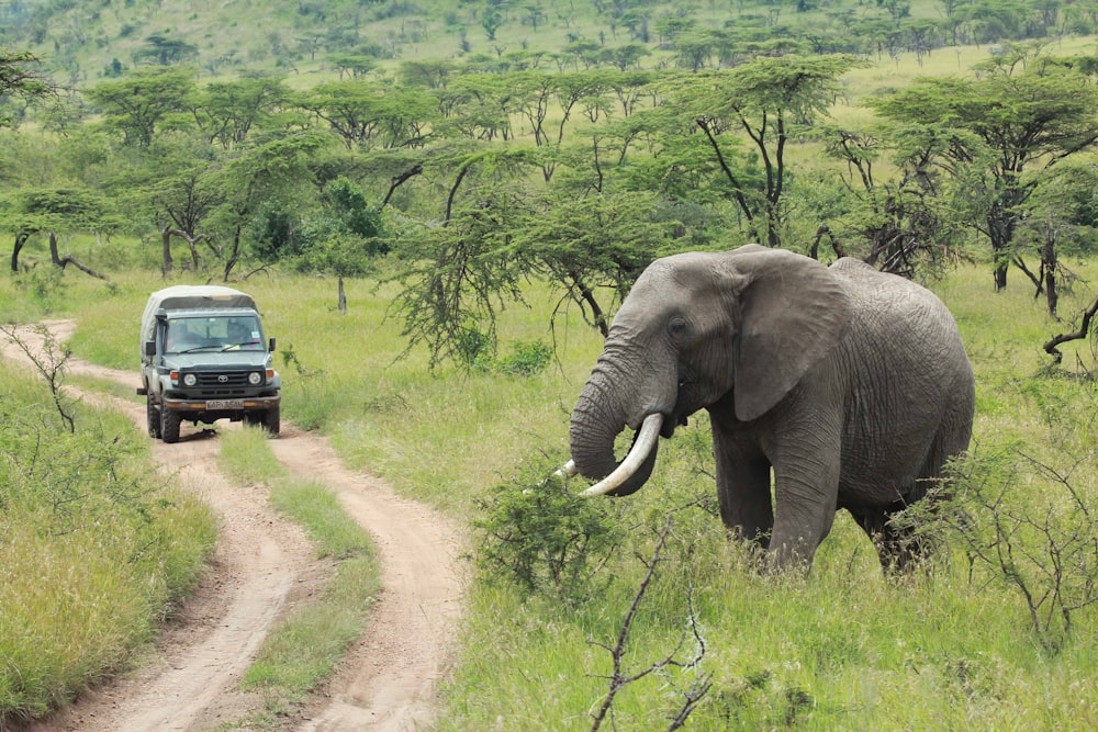 vehicle near trees and elephant
