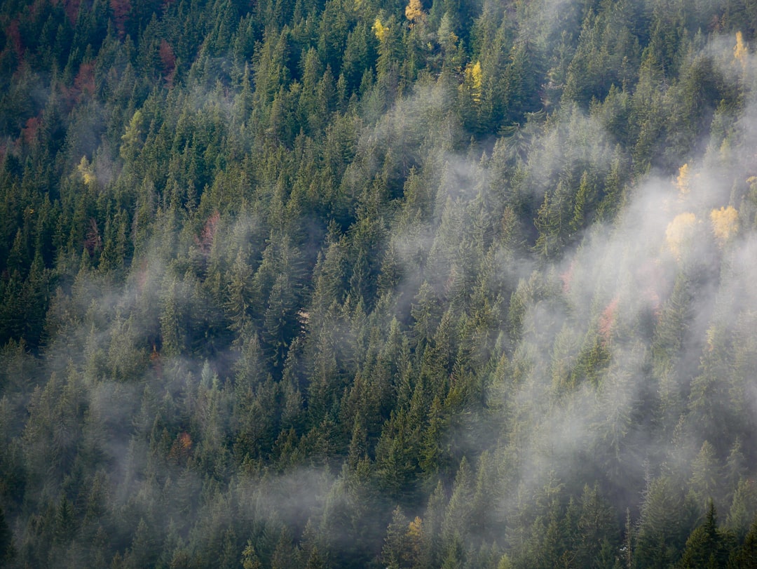 Forest photo spot Chemin Rural N°11 des Bois de Joux aux Ahiers Chamonix