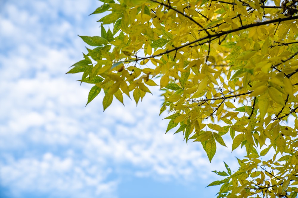 yellow leaves