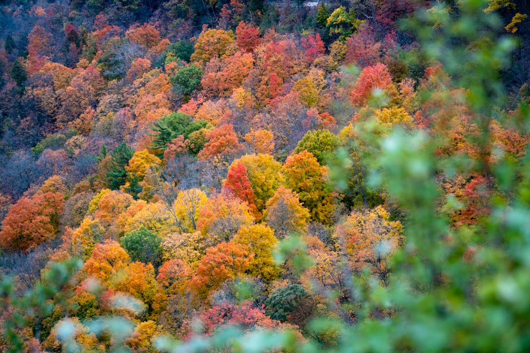 Temperate broadleaf and mixed forest photo spot 365 Park St W Canada