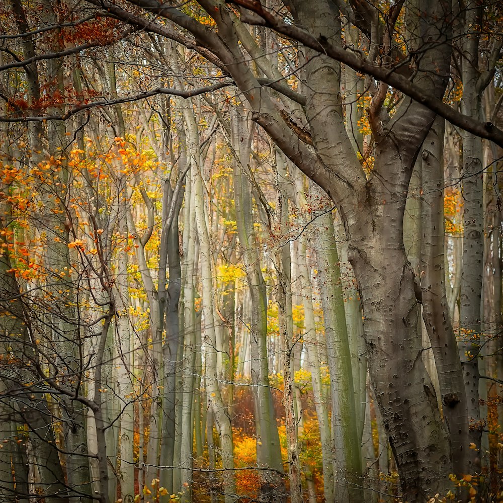 yellow and orange leafy trees