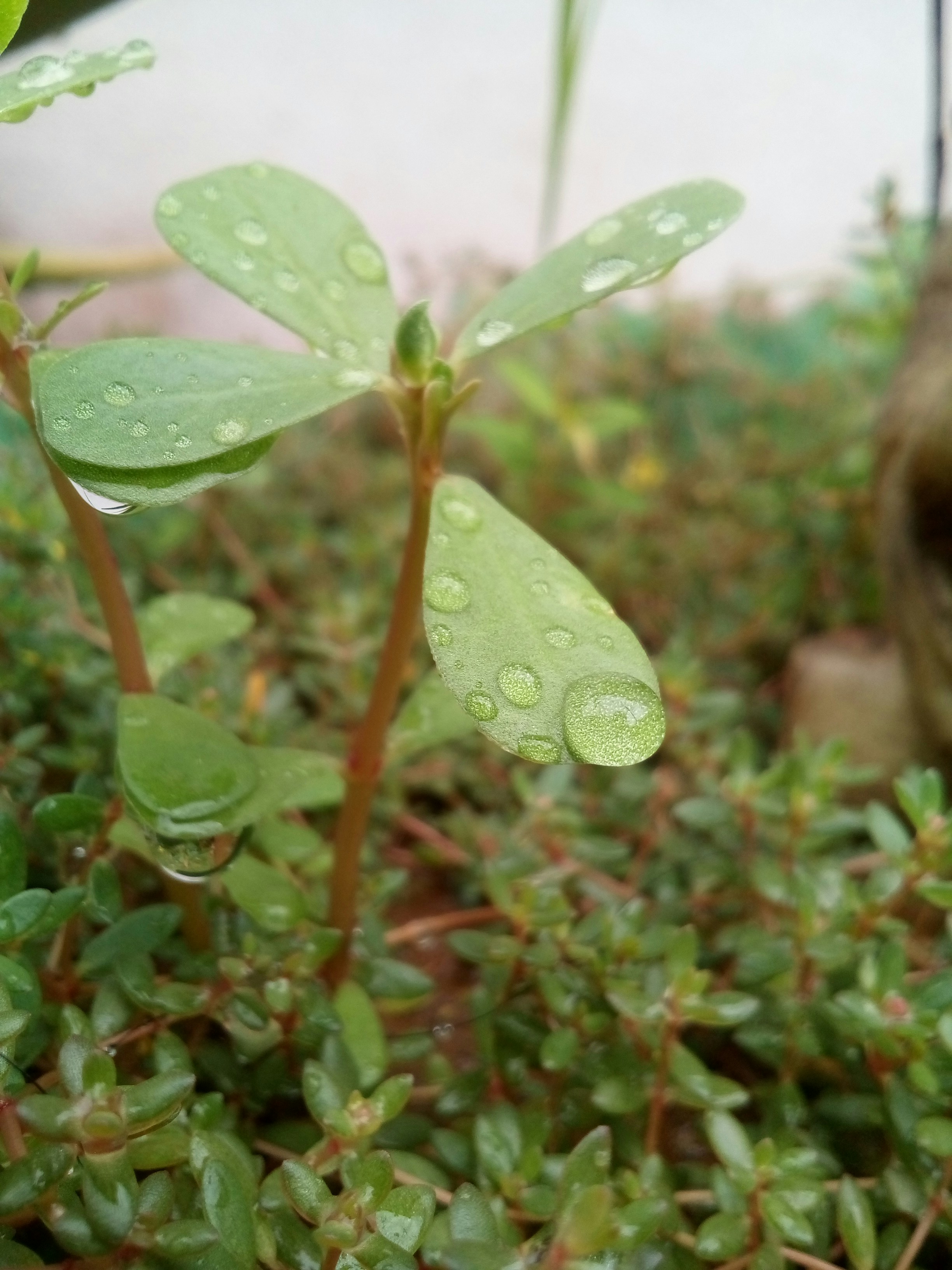 Zurich's Finest Curdle