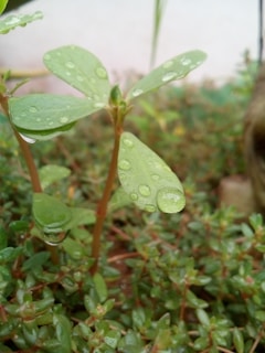Close-up of a fresh green cannabis leaf with morning dew drops.