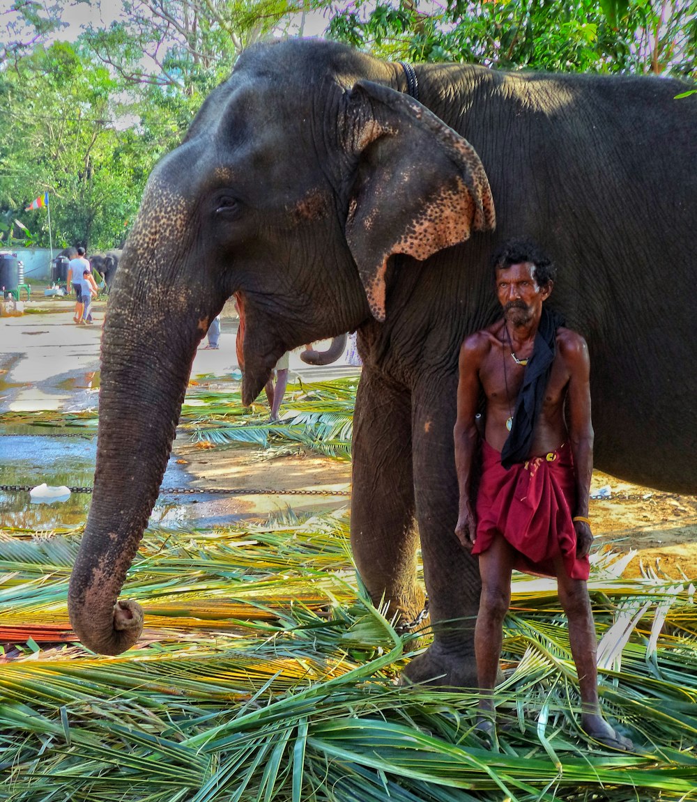 man standing on front of elephant