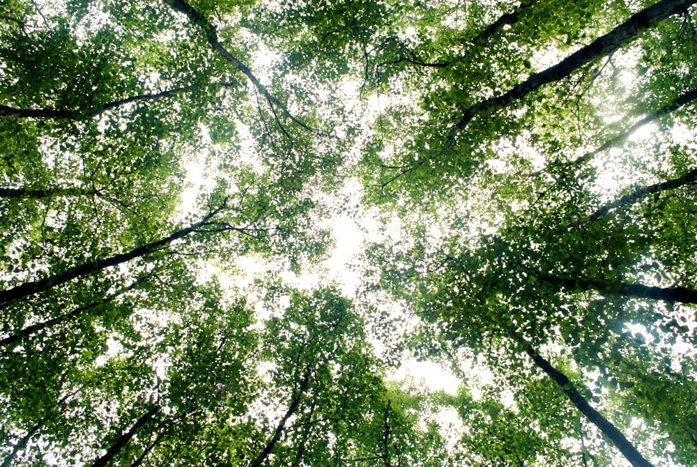 low-angle photography of trees