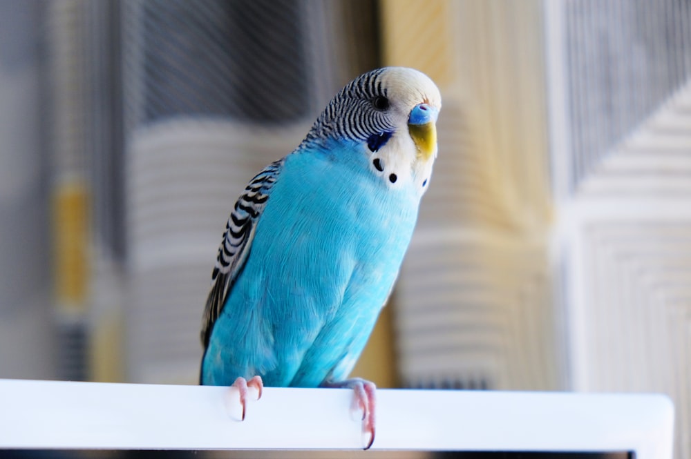 blue and white parakeet
