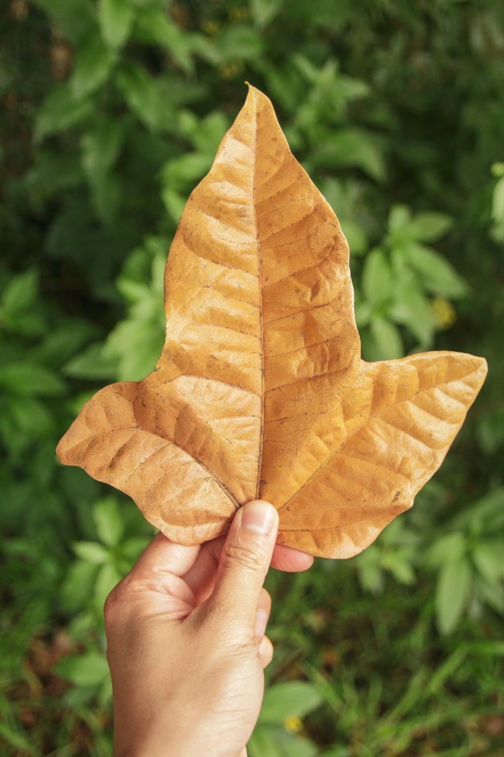 brown dried leaf