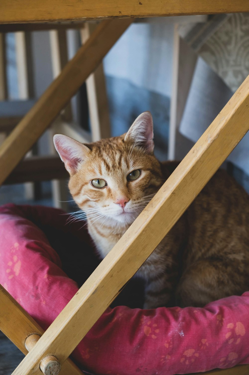 orange tabby cat on red pet bed