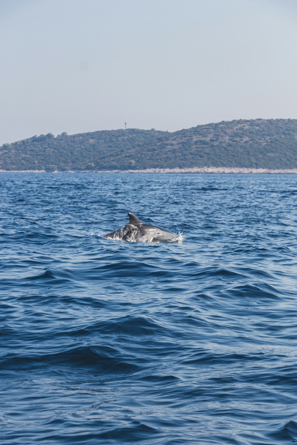 gray shark on water