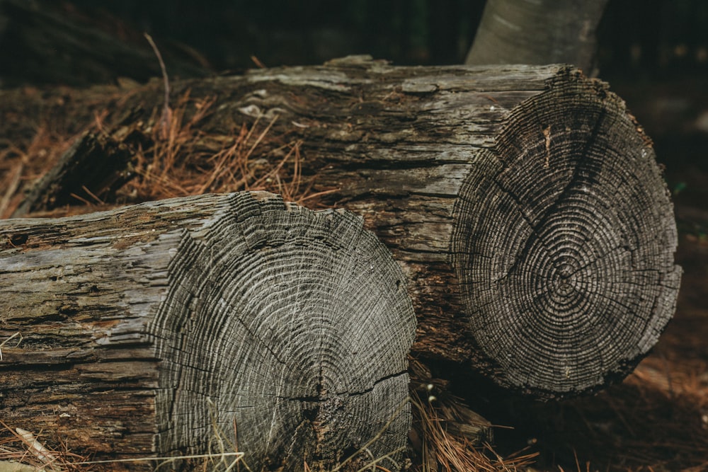 two brown wooden logs on soil