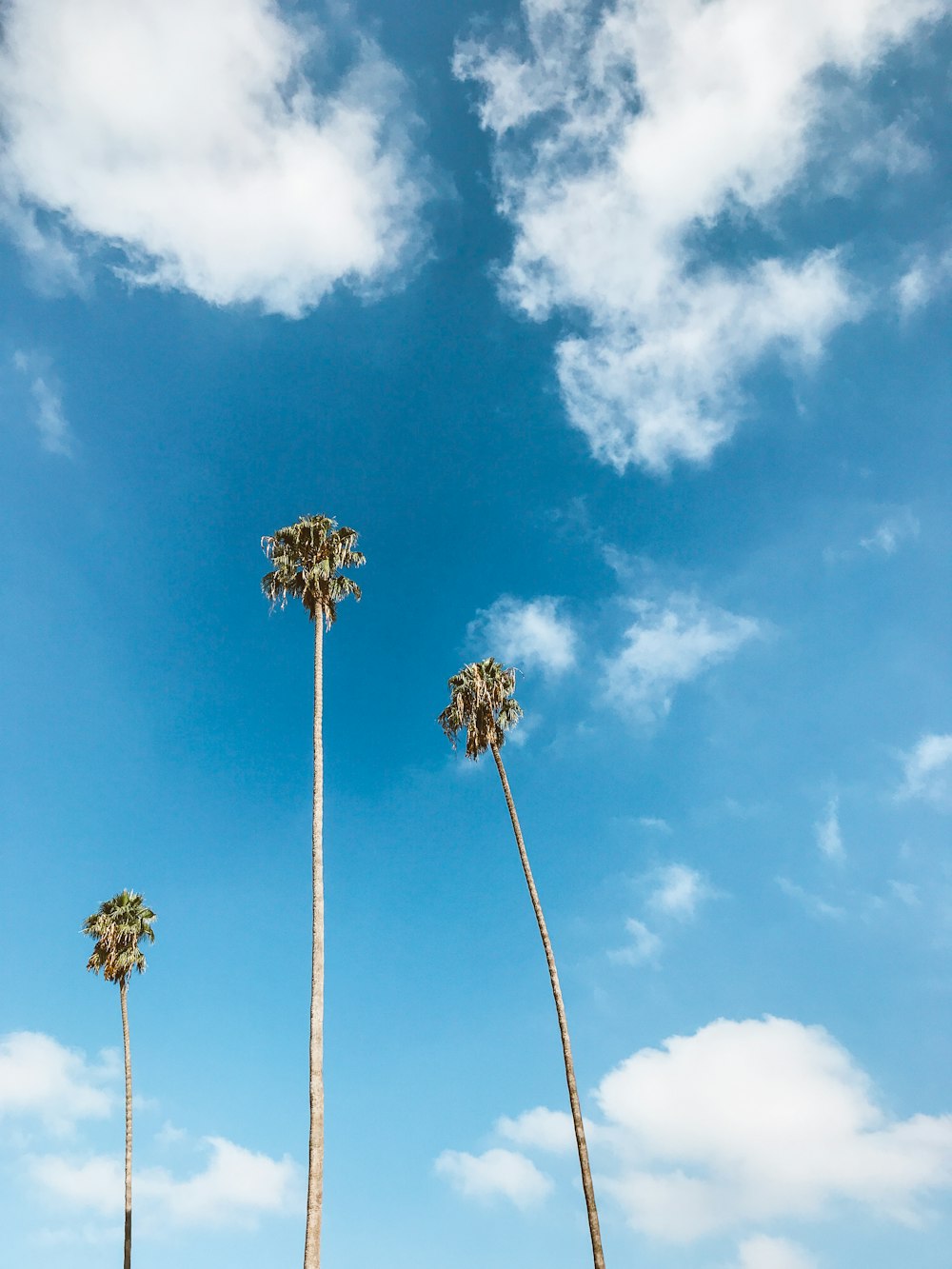 three green palm trees under blue sky