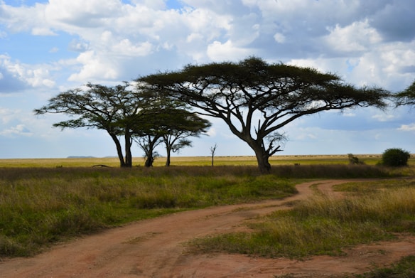 A serene landscape of a savannah with tall acacia trees standing amid grassy plains. The sky is partly cloudy with a mix of white and gray clouds, suggesting a peaceful yet dynamic atmosphere. A dirt path winds through the grassy area, leading the eye deeper into the scene.