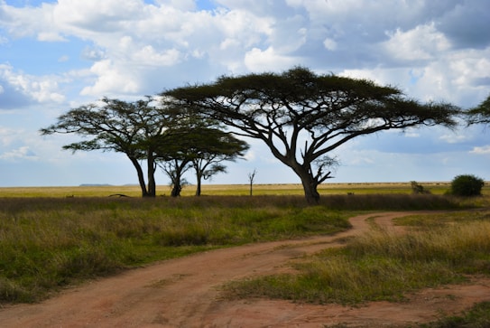 A serene landscape of a savannah with tall acacia trees standing amid grassy plains. The sky is partly cloudy with a mix of white and gray clouds, suggesting a peaceful yet dynamic atmosphere. A dirt path winds through the grassy area, leading the eye deeper into the scene.