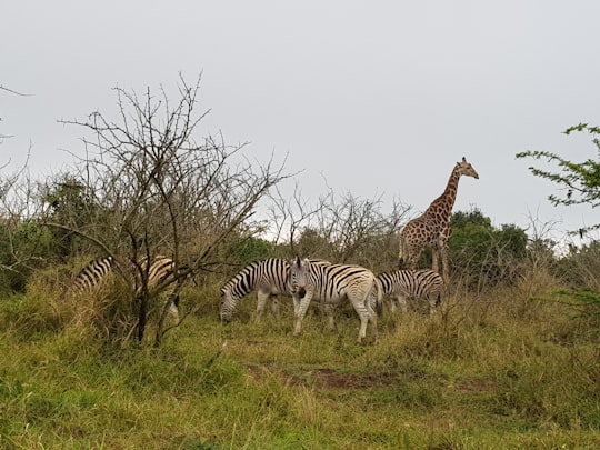 four zebras and one giraffe on green grass field in Hluhluwe–iMfolozi Park South Africa