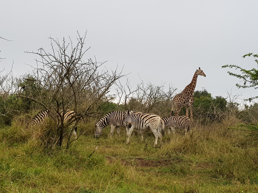 four zebras and one giraffe on green grass field