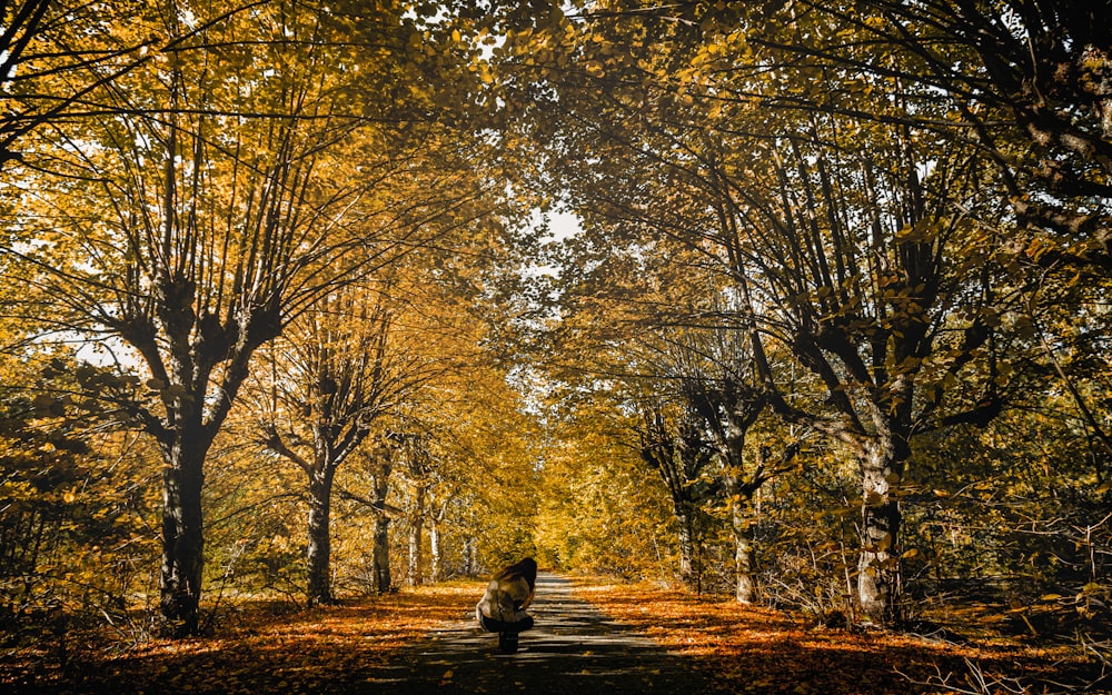 person standing between trees