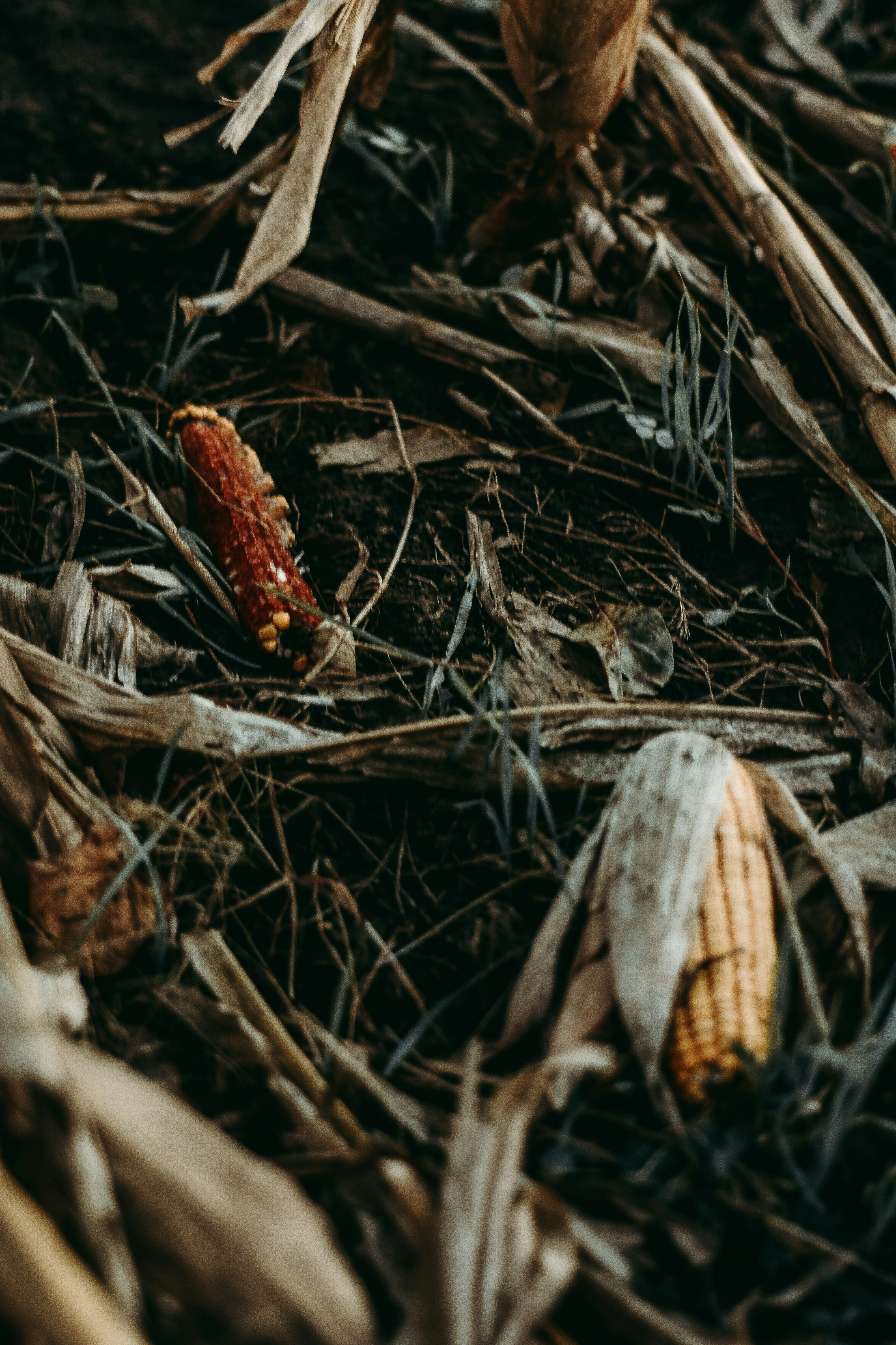 Brown corns photo – Free Corn field Image on Unsplash