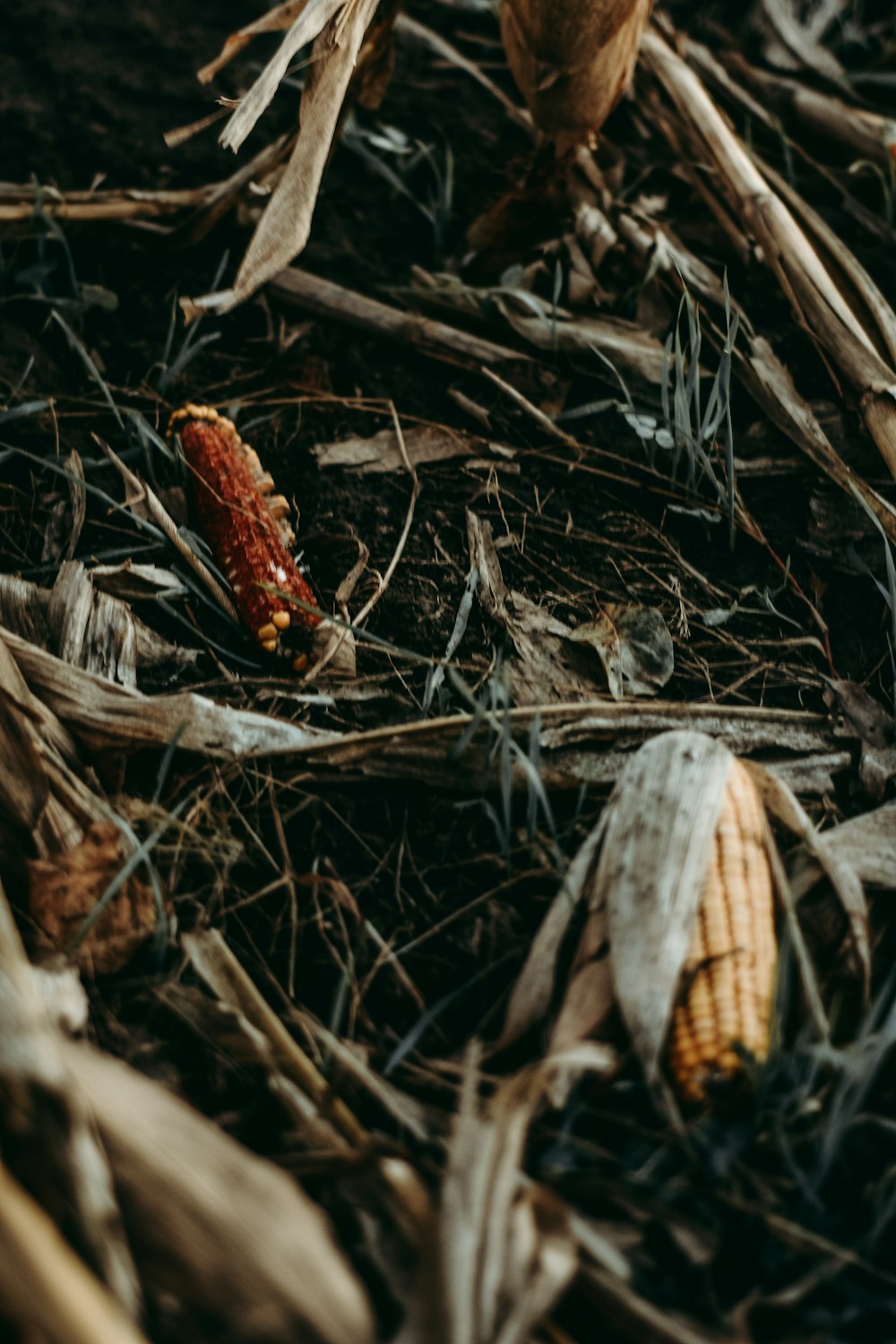 brown corns