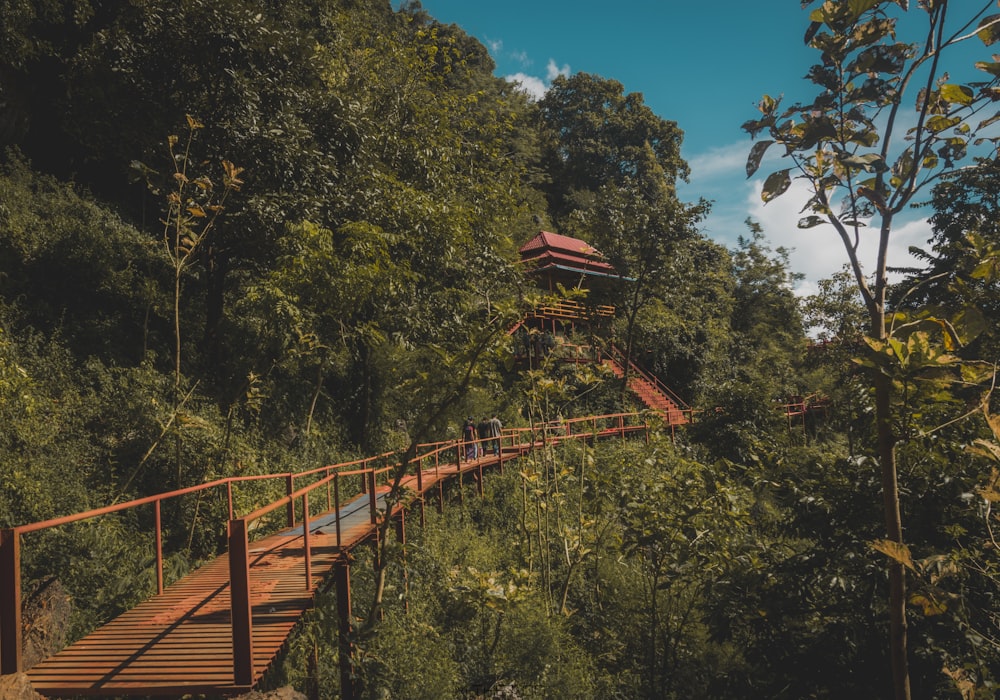 caminho marrom vazio perto de árvores