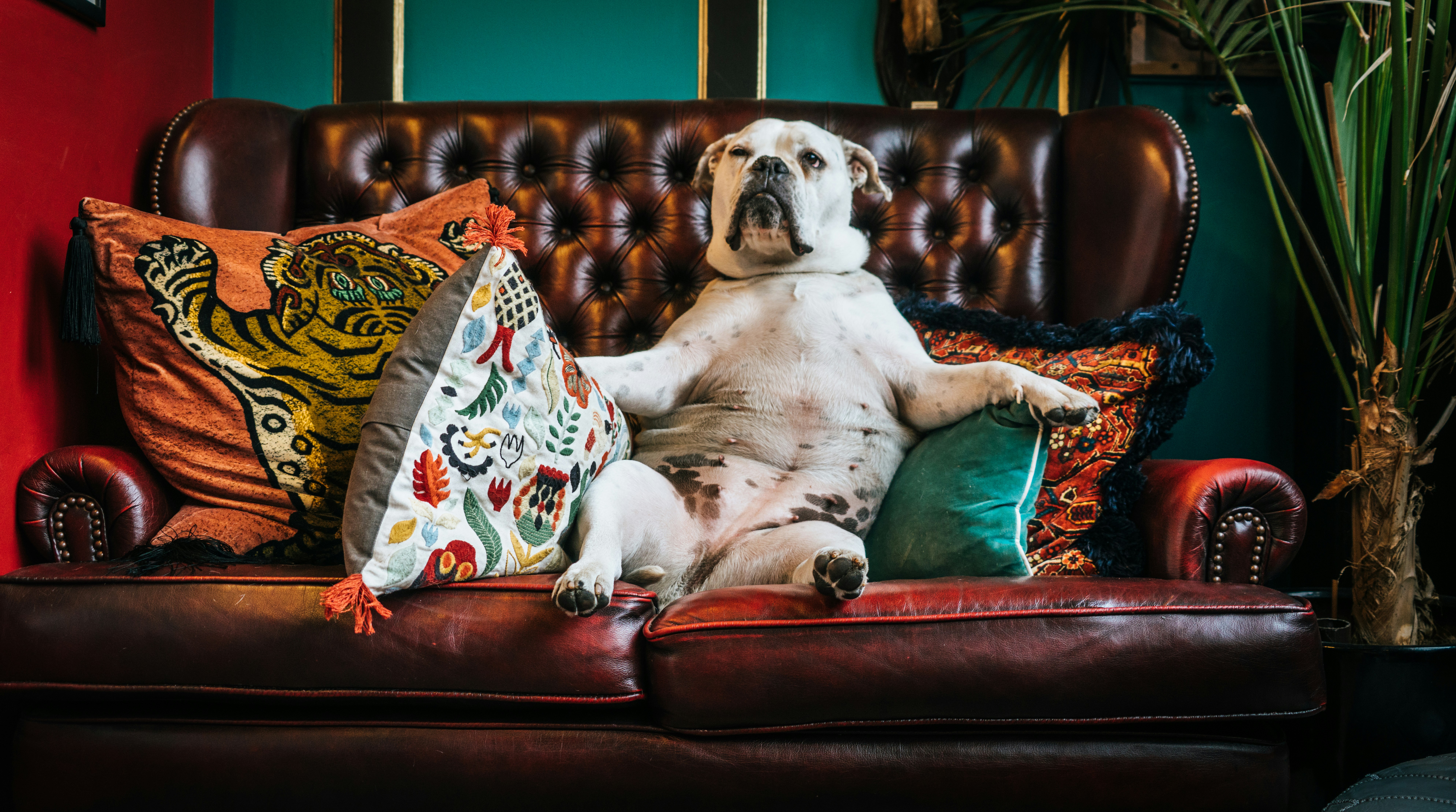 Dog On Couch Pictures | Download Free 