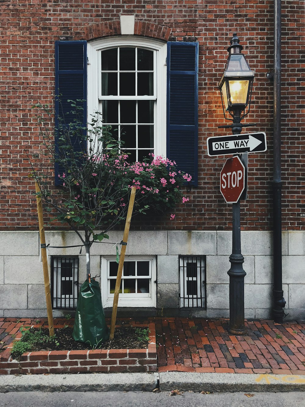 pink petaled flower and stop signage beside building