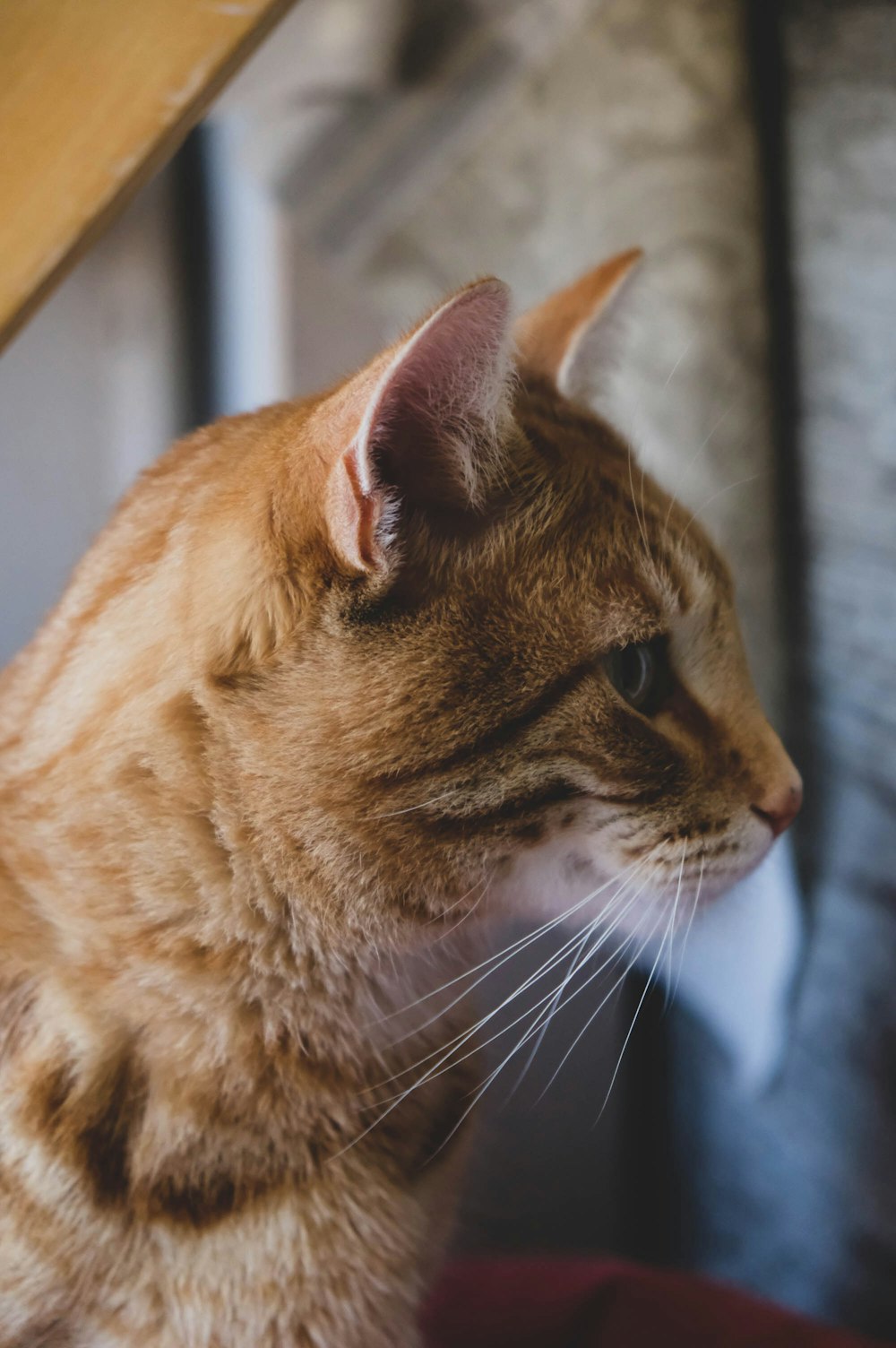 orange tabby cat