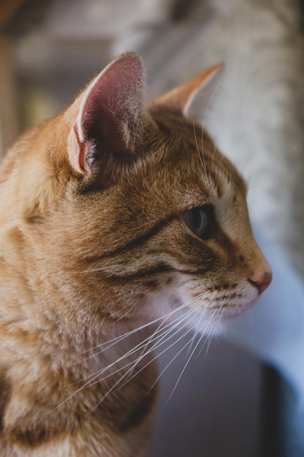 orange cat selective photography