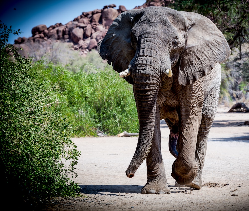 gray elephant beside green plant during daytime