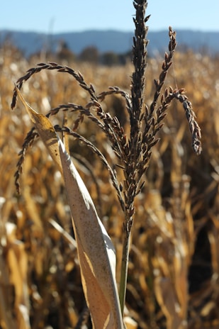 Close-up of fresh, golden corn ears and scattered grains with agricultural silos and a blue sky background.