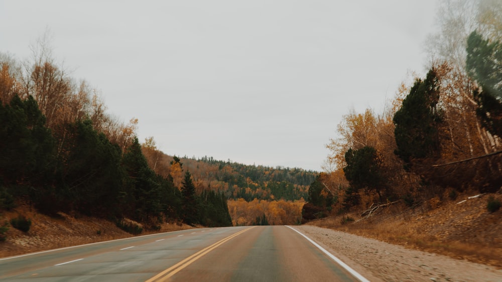 trees along road