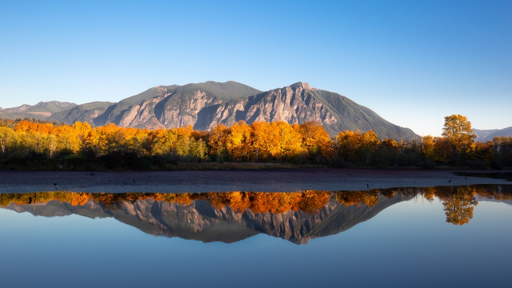 yellow trees near body of water