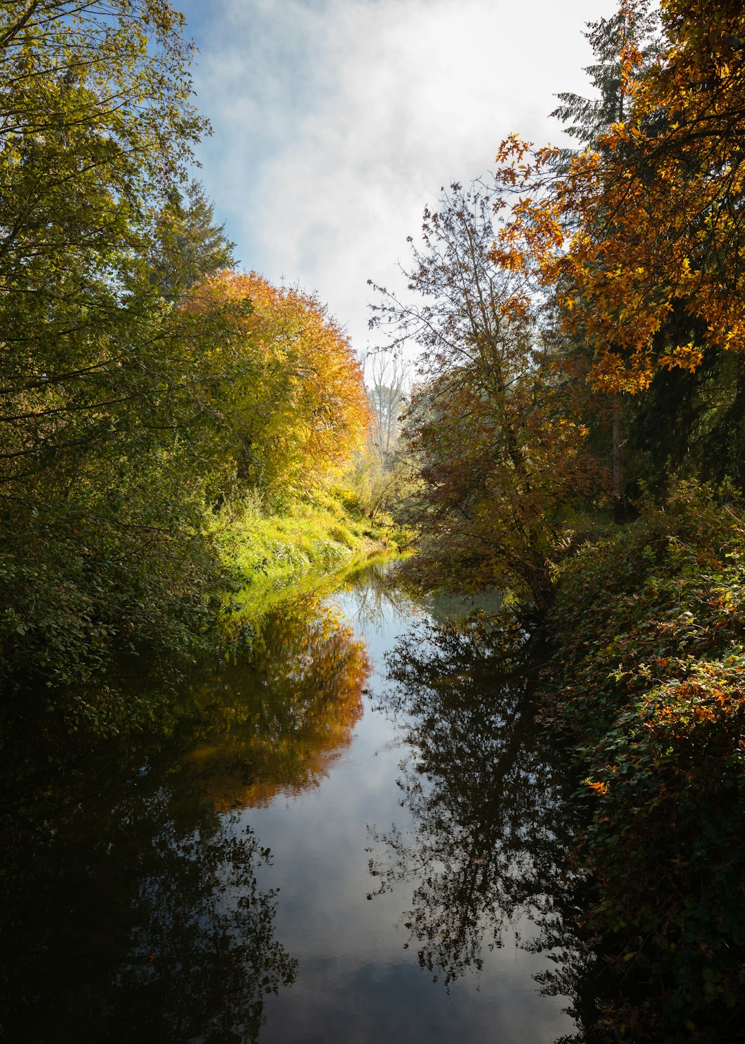 green trees along river